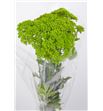 Trach briba green 80 - TRABRIGRE