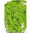 Trach briba green 80 - TRABRIGRE1
