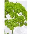 Trach briba green 80 - TRABRIGRE2