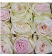 Rosa ecu white o hara 40 - REWHIOHAR1