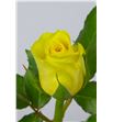 Rosa amarilla 70 - RAMA1