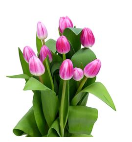 Tulipan circuit 40 - TULCIR