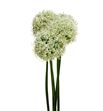 Allium mount everest 80 - ALLMOUEVE