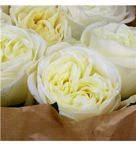 Rosa hol chic white 60 - RGRCHIWHI