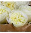 Rosa hol chic white 60 - RGRCHIWHI1