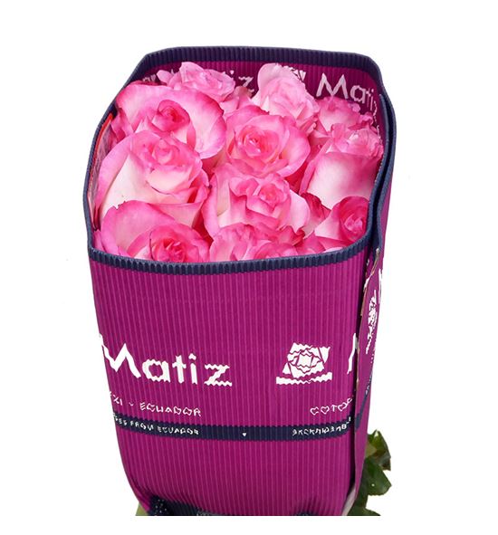 Rosa ecu boulevard 70 - REBOU