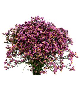 Limonium tiffany diamond 80 - LIMTIFDIA