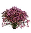 Limonium tiffany diamond 80 - LIMTIFDIA