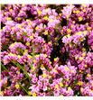 Limonium tiffany diamond 80 - LIMTIFDIA1