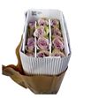 Rosa hol garden notre dame 50 - RGRGARNOTDRA