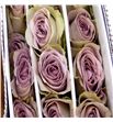 Rosa hol garden notre dame 50 - RGRGARNOTDRA1