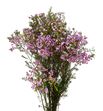 Chame pink anat 80 - CHAPINGRA