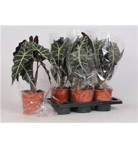 Pl. alocasia polly 35cm x10 - ALOPOL17506