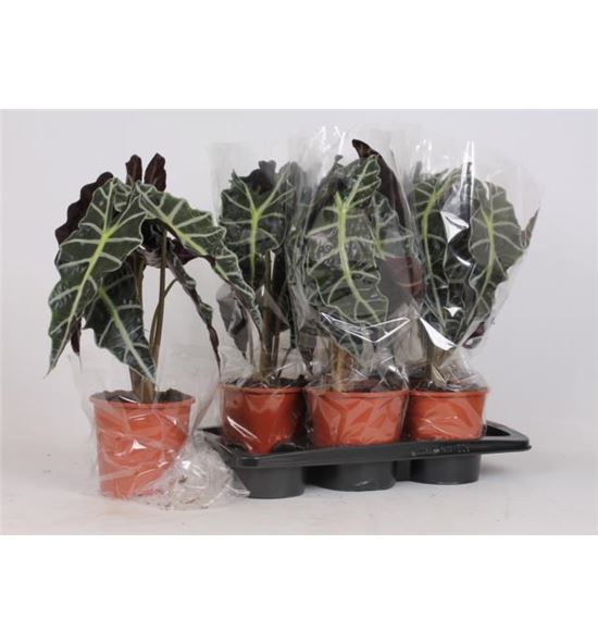 Pl. alocasia polly 35cm x10 - ALOPOL17506