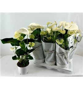 Pl. anthurium alpine 54cm x6 - ANTALP61754