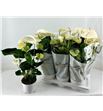 Pl. anthurium alpine 54cm x6 - ANTALP61754
