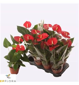 Pl. anthurium mauii red 65cm x8 - ANTMAURED81465