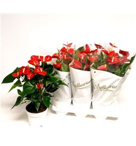 Pl. anthurium nevada 60cm x6 - ANTREDCHA61760