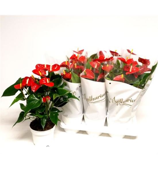 Pl. anthurium nevada 60cm x6 - ANTREDCHA61760