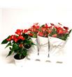 Pl. anthurium nevada 60cm x6 - ANTREDCHA61760