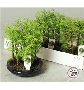 Pl. bonsai diverso 30cm x3 - BONDIV31830
