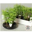 Pl. bonsai diverso 30cm x3 - BONDIV31830