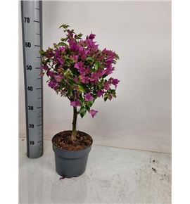 Pl. bouganvillea elisabeth 65cm x1 - BOUELI12165