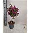 Pl. bouganvillea elisabeth 65cm x1 - BOUELI12165
