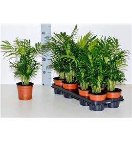 Pl. chamaedora elegans 40cm x10 - CHAELE101240
