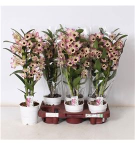 Pl. dendrobium nobile cultivars 50cm x6 - DENNOBCUL61250
