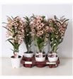 Pl. dendrobium nobile cultivars 50cm x6 - DENNOBCUL61250
