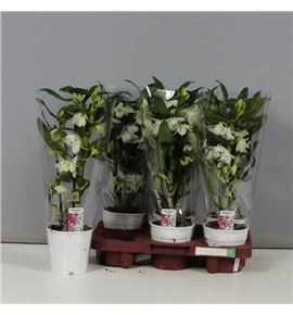 Pl. dendrobium nobile star class apollo 45cm x2 - DENNOBSTA61240