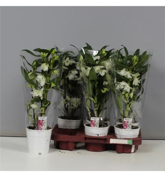 Pl. dendrobium nobile star class apollo 45cm x2 - DENNOBSTA61240