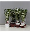 Pl. dendrobium nobile star class apollo 45cm x2 - DENNOBSTA61240