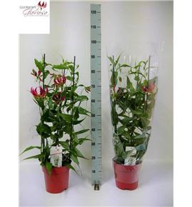 Pl. gloriosa rothschildiana 90cm x1 - GLOROT12190
