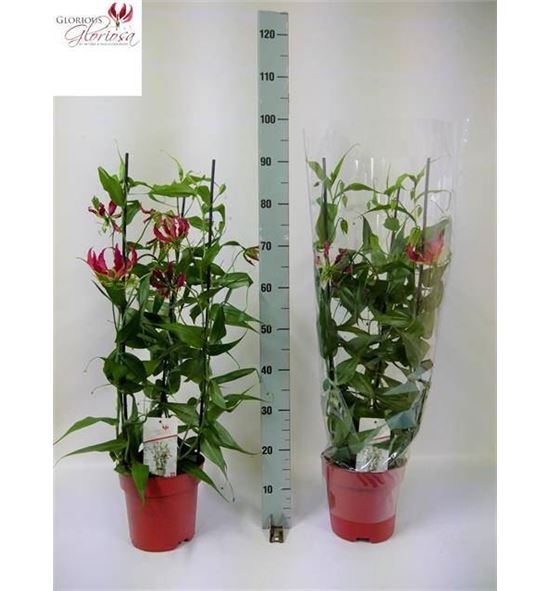 Pl. gloriosa rothschildiana 90cm x1 - GLOROT12190