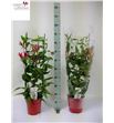 Pl. gloriosa rothschildiana 90cm x1 - GLOROT12190