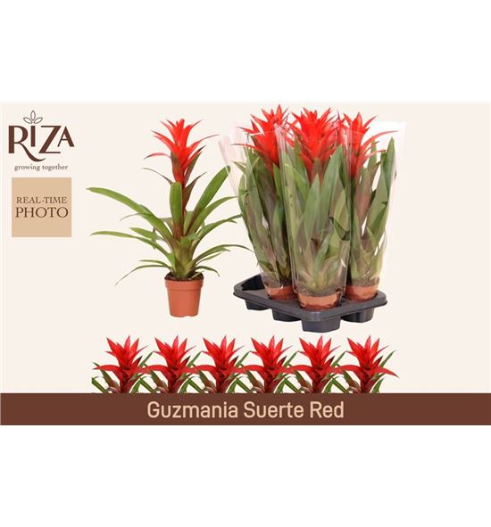 Pl. guzmania suerte red 45cm x6 - GUZSUE61245