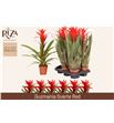 Pl. guzmania suerte red 45cm x6 - GUZSUE61245