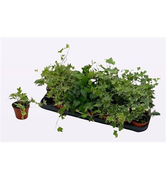 Pl. hedera helix mixto 7cm x21 - HEDHMIX215087