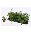 Pl. hedera helix mixto 7cm x21 - HEDHMIX215087