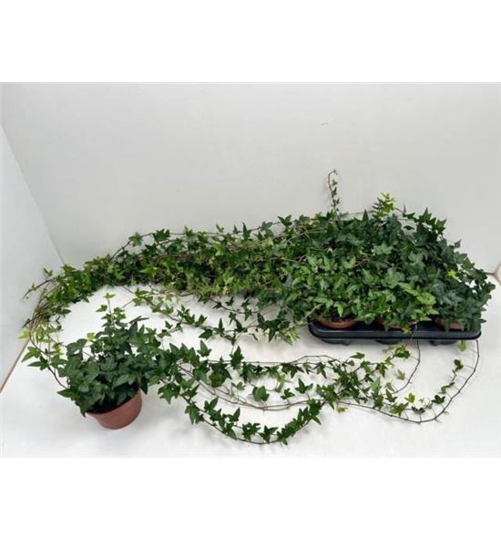 Pl. hedera helix shamrock 80cm x6 - HEDHSHA61380