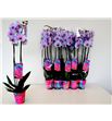 Pl. phalaenopsis azul/rosa 2t 70cm x10 - PHAAZUR1012702