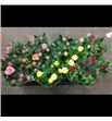 Pl. rosa kordana mixta 26cm x11 - ROSKORM1151026