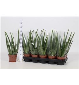 Pl. aloe vera 35cm x10 - ALOVER101230