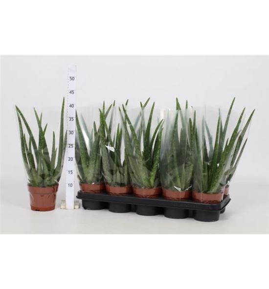 Pl. aloe vera 35cm x10 - ALOVER101230