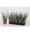 Pl. aloe vera 35cm x10 - ALOVER101230
