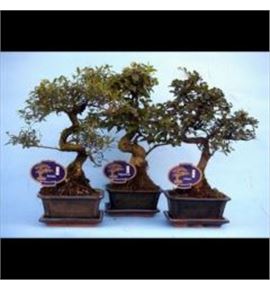 Pl. bonsai mixto 20cm x8 - BONMIX81520