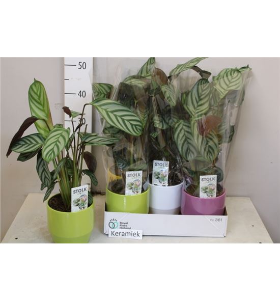 Pl. ctenanthe compactstar 55cm x5 - CTECOM51455