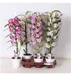 Pl. dendrobium nobile mixto 60cm x6 - DENNOBMIX61260